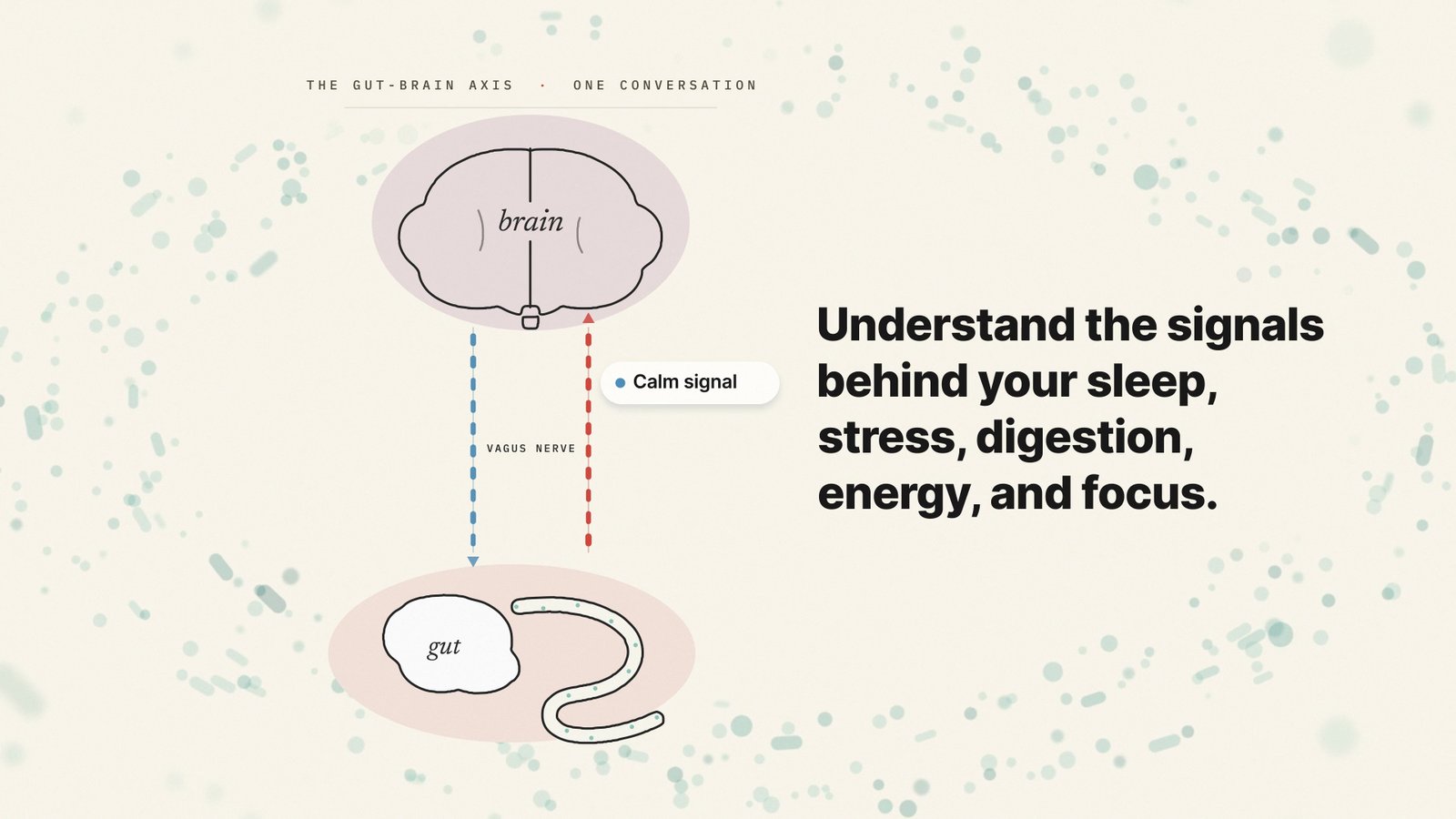 Gut-brain diagram: understand the signals behind your sleep, stress, digestion, energy and focus